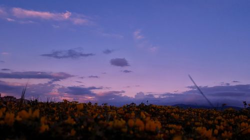 Silhouette plants on field against sky during sunset