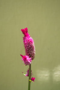 Close-up of pink flowers blooming outdoors