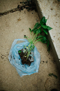 High angle view of potted plant