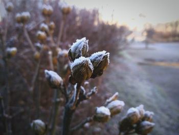 Close-up of frozen plant