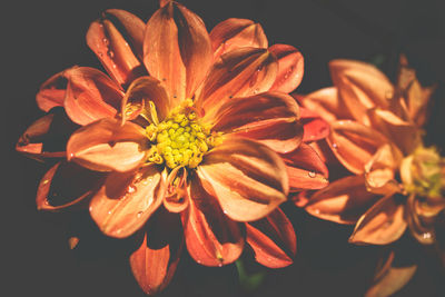 High angle view of flowering plant against black background