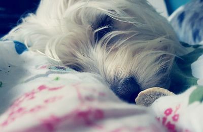 Close-up of dog sleeping