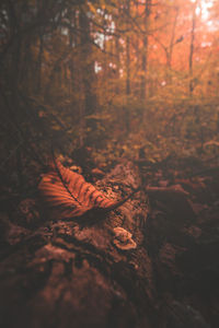 Close-up of autumn tree in forest