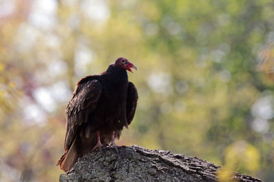 Close-up of bird perching on tree