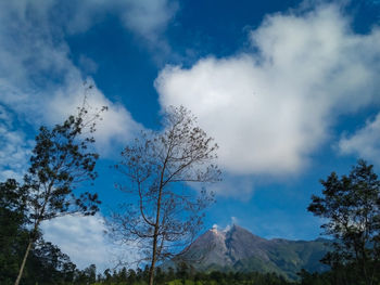 Low angle view of trees against sky