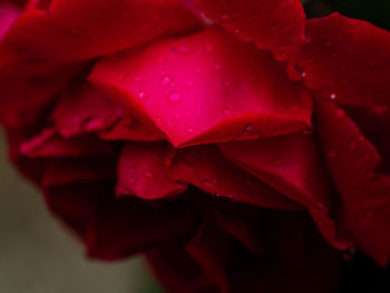 Close-up of wet red rose