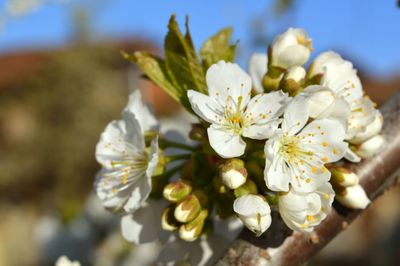 Close-up of white flowers