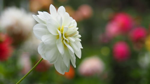 Close-up of pink flower