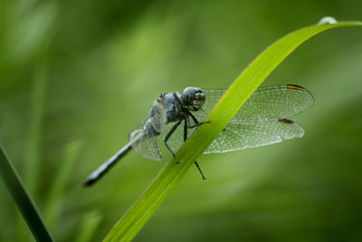 Close-up of insect on leaf