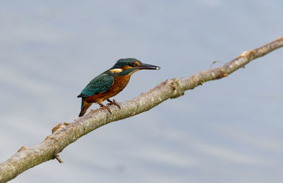 Bird perching on a tree