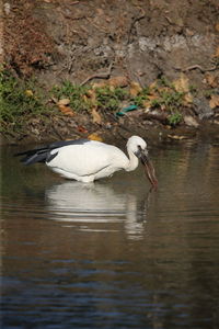 Bird in a lake