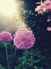 Close-up of pink flowering plants