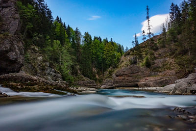 Scenic view of river amidst trees in forest against sky