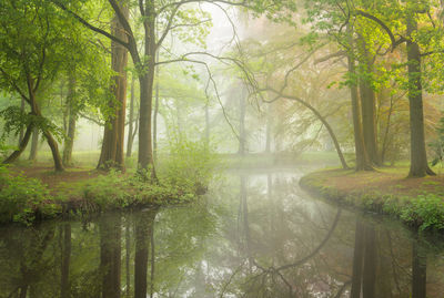 Scenic view of lake amidst trees in forest