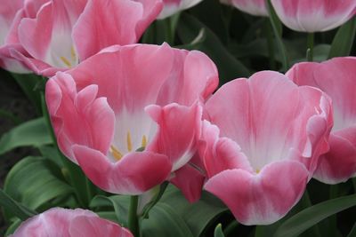 Close-up of pink flowers