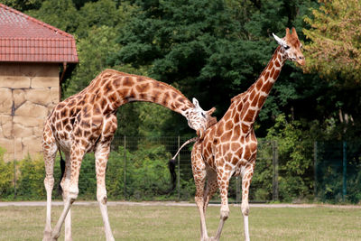 Side view of two giraffes standing on field