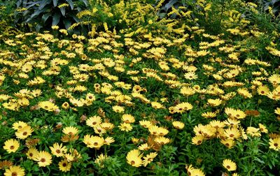 Full frame shot of yellow flowers