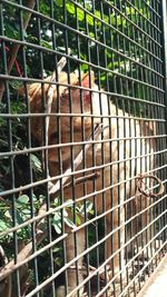 View of cat in cage at zoo