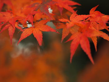 Close-up of maple leaves during autumn