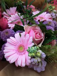 Close-up of pink flowers