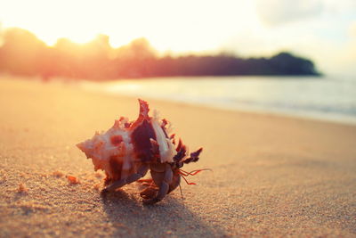 Close-up of crab on sand at beach against sky during sunset