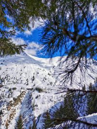 Pine trees on snowcapped mountains against sky