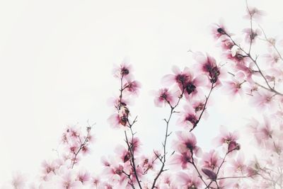 Low angle view of cherry blossoms against sky