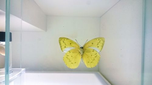 Close-up of yellow butterfly on flower