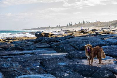 Dog standing on beach against sky