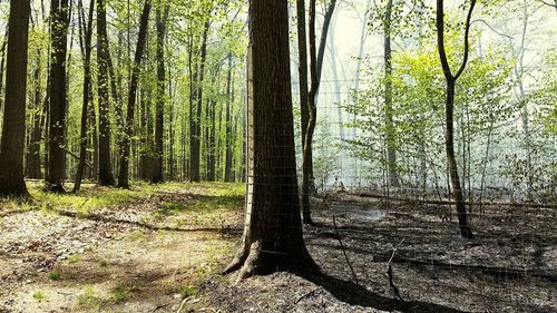 Trees in forest