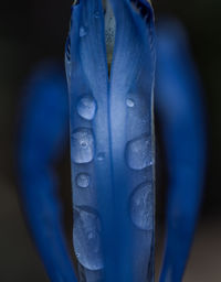 Close-up of blue leaf