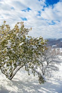 White flowering tree against sky during winter