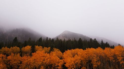 Scenic view of trees in forest against sky