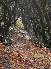 Trees in forest