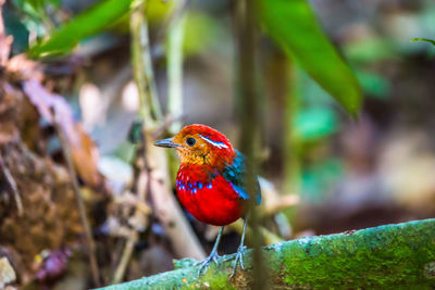 Close-up of bird perching on branch