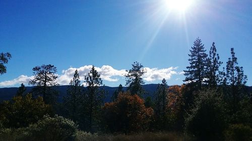 Panoramic view of trees in forest against sky