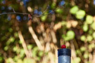 Close-up of little red apple against blurred background