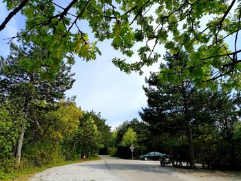 Low angle view of trees by road against sky