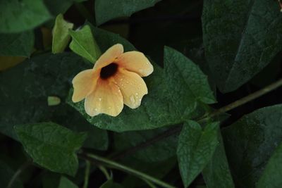 Close-up of yellow flowering plant