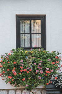 Flowers growing on window of building