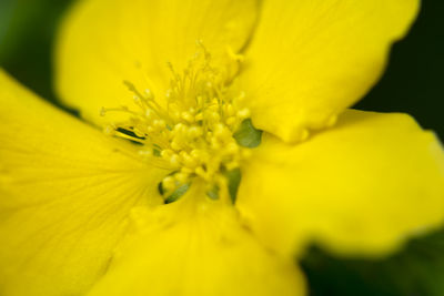 Close-up of yellow flower