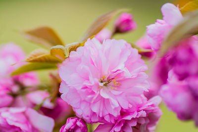 Close-up of pink flowers blooming outdoors