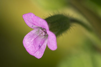 Close-up of insect on purple flower