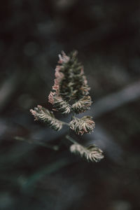 Close-up of plant on branch