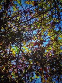 Low angle view of tree in forest