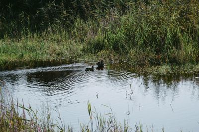 View of swan swimming in lake