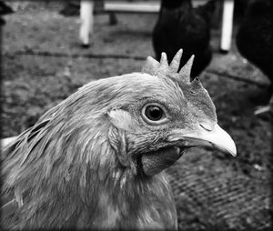 Close-up of rooster