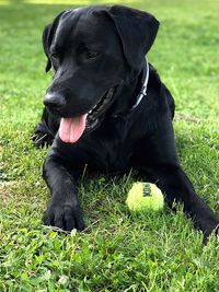 Black dog looking away on field