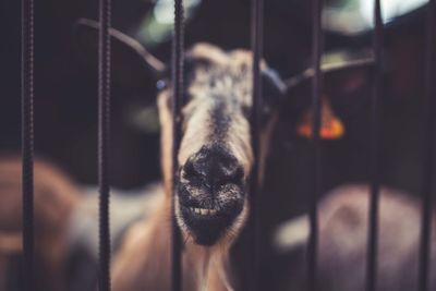Portrait of goat in cage