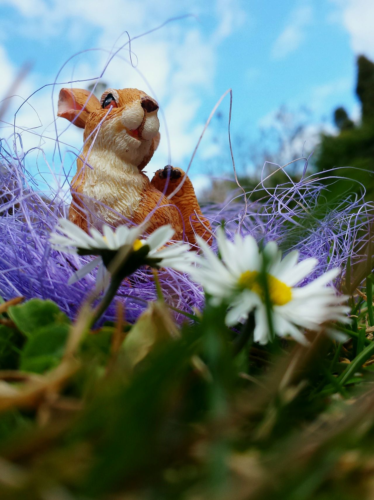 Blüten zum Essen 🌾